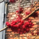 ���������� ��������, ���� ������� ��������, 38 ���, ������������ ��� ������, ����� � ���������, c�������� ���������, ���������