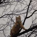 ���������� �������, ���� ������� �������, 42 ����, ������������ ��� c�������� ���������, ���������