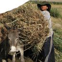 ���������� �������, ���� ������� ���������, 51 ���, ������������ ��� ������, ����� � ���������, c�������� ���������