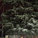 ���������� �����-���������, ���� ������� �������, 58 ���, ������������ ��� ����� � ���������, c�������� ���������