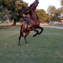 ���������� ��������, ���� ������� �����, 40 ���, ������������ ��� ������, ����� � ���������