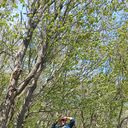 ���������� ������, ���� ������� Gross, 31 ���, ������������ ��� ������, ����� � ���������, c�������� ���������