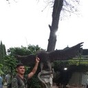 ���������� �����, ���� ������� ����, 33 ����, ������������ 