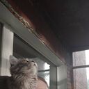 ���������� ��������, ���� ������� �������, 34 ����, ������������ ��� ������, ����� � ���������