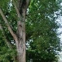 ���������� �������, ���� ������� �������, 62 ����, ������������ ��� ������, ����� � ���������