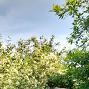 ���������� �����-���������, ���� ������� �����, 40 ���, ������������ ��� ������, ����� � ���������, c�������� ���������