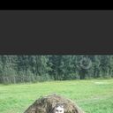  ,   SLAV, 46 ,   ,   , 