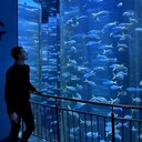 ���������� ����, ���� ����� ������, 23 ����, ������������ ��� ������, ����� � ���������, c�������� ���������, ���������