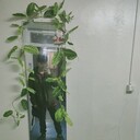 ���������� �����-���������, ���� ����� ����, 22 ����, ������������ ��� ������, ����� � ���������, ���������