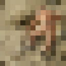  ,   Oleandr, 48 ,   