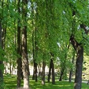 ���������� �������, ���� ������� �����, 48 ���, ������������ ��� c�������� ���������