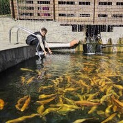 ���������� ��������, ���� ������� �����, 55 ���, ������������ ��� ������, ����� � ���������, ���������