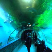 ���������� ������������, ���� ������� ��������, 29 ���, ������������ ��� ������, ����� � ���������