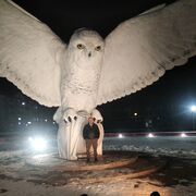 ���������� ��������, ������� ������, 46