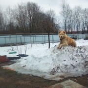 ���������� ������, ���� ������� �������, 42 ����, ������������ ��� ������, ����� � ���������