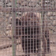 ���������� ��������, ���� ������� ���������, 43 ����, ������������ ��� ������, ����� � ���������, c�������� ���������