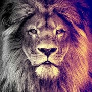 ���������� ������-��-����, ���� ������� �����, 29 ���, ������������ ��� ����� � ���������, c�������� ���������