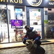 ���������� ������, ���� ������� ���������, 36 ���, ������������ ��� ������, ����� � ���������