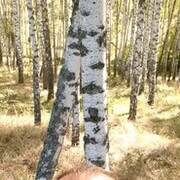 ���������� �����, ���� ������� ����, 38 ���, ������������ ��� ������, ����� � ���������, c�������� ���������