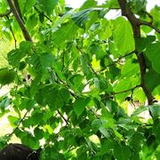 ���������� �������, ���� ������� Kaxa, 39 ���, ������������ ��� ������