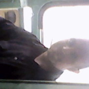  ,   Serghei, 49 ,   