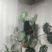 ���������� �������, ���� ������� ������, 59 ���, ������������ ��� ������, ����� � ���������