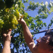 ���������� ������, ���� ������� ������, 61 ���, ������������ ��� ����� � ���������, c�������� ���������