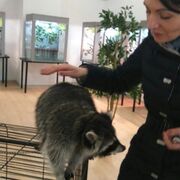 ���������� ������, ���� ������� ������, 43 ����, ������������ ��� c�������� ���������