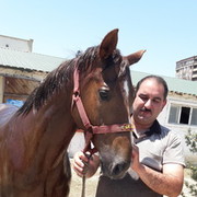 ���������� ����, ���� ������� Elman, 49 ���, ������������ ��� ������, ����� � ���������, c�������� ���������