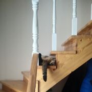 ���������� ������, ���� ������� ����, 38 ���, ������������ ��� ������, ����� � ���������