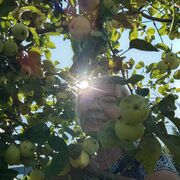 ���������� ��������, ���� ������� �����, 60 ���, ������������ ��� c�������� ���������