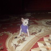 ���������� ��������, ���� ������� �����, 44 ����, ������������ 