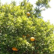 ���������� ������, ���� ������� Moriarti, 37 ���, ������������ ��� ������