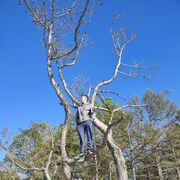 ���������� ����������, ���� ������� �������, 29 ���, ������������ ��� ������, ����� � ���������, c�������� ���������