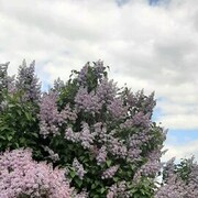 ���������� ������, ���� ������� �����, 45 ���, ������������ ��� ������, ����� � ���������