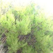 ���������� ���������, ������� �������, 34