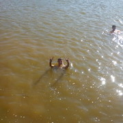 ���������� ����������, ���� ������� �������, 34 ����, ������������ ��� ������