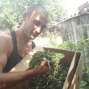  ,   Sereoga, 37 ,   ,   , c 