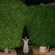 ���������� ������, ���� ������� ������������, 33 ����, ������������ ��� ����� � ���������, c�������� ���������