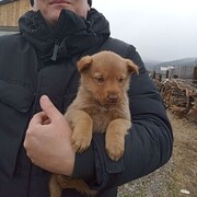 ���������� ����������, ������� �������, 41