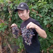 ���������� ������, ���� ������� Jolaman, 31 ���, ������������ ��� ������, ����� � ���������, c�������� ���������