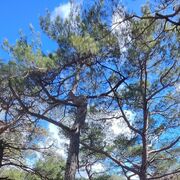 ���������� ���������, ���� ������� �������, 39 ���, ������������ ��� ����� � ���������, c�������� ���������, ���������