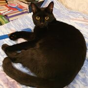 ���������� ��������, ���� ������� ���������, 35 ���, ������������ ��� ����� � ���������, c�������� ���������