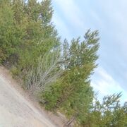 ���������� ���������, ���� ������� �������, 28 ���, ������������ ��� ������, ����� � ���������, c�������� ���������, ���������