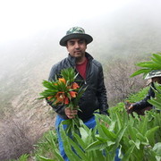 ���������� �������, ���� ������� ������, 45 ���, ������������ ��� ������