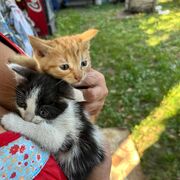 ���������� ������, ���� ������� ���, 51 ���, ������������ ��� ������, ����� � ���������