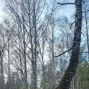 ���������� ����������, ���� ������� �������, 56 ���, ������������ ��� ����� � ���������, c�������� ���������