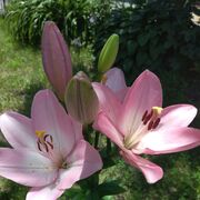 ���������� ������, ���� ������� ����, 44 ����, ������������ ��� ������, ����� � ���������