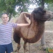 ���������� �������, ���� ������� ������, 43 ����, ������������ ��� ������, ����� � ���������, c�������� ���������