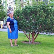 ���������� ��������������, ���� ������� ������, 54 ����, ������������ ��� ������, c�������� ���������, ���������